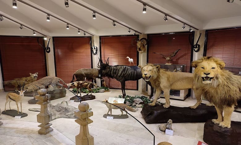بخش پستانداران موزه حیات وحش دارآباد