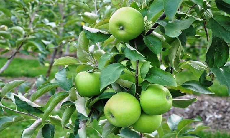 میاندوآب بزرگترین قطب تولید نهال سیب در ایران را بشناسید