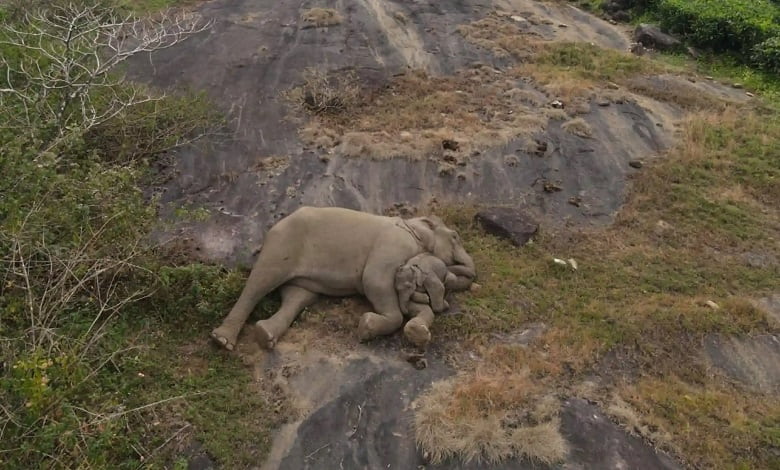 چرت زدن مادر فرزندی فیل ها