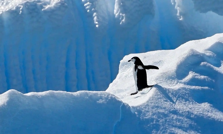 پنگوئن در حال عبور از یخچال های طبیعی