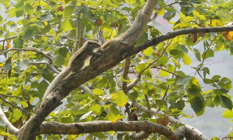 بازی یک جفت سنجاب بر روی شاخه درخت