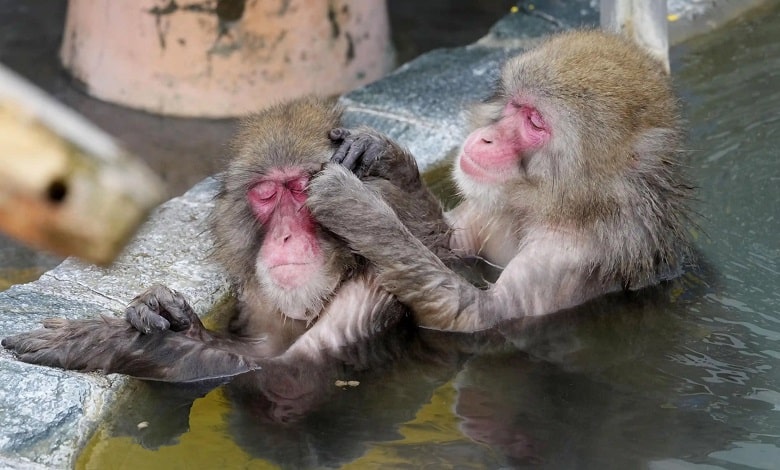 ریلکس کردن میمون های ژاپنی در چشمه آب گرم