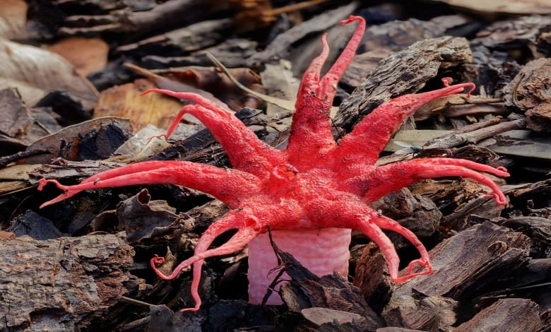قارچ ستاره دریایی