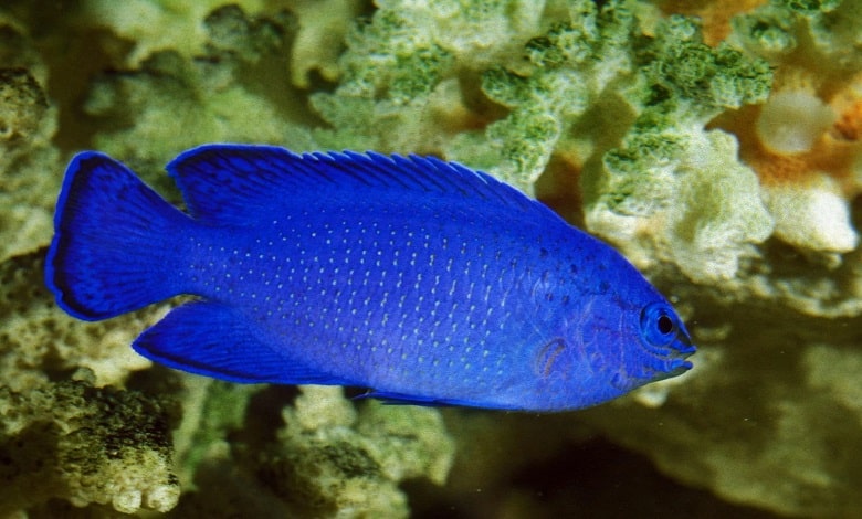 10 مورد از رنگارنگ ترین ماهی های دنیا