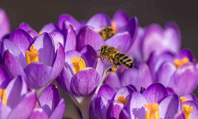 یک زنبور عسل در حال شهدگیری از گل