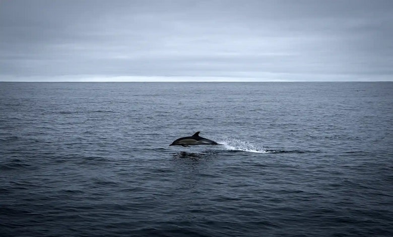 یک دلفین در حال پریدن در آب های اقیانوس اطلس