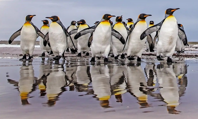 پرسه زدن یه گروه پنگوئن در جزیره