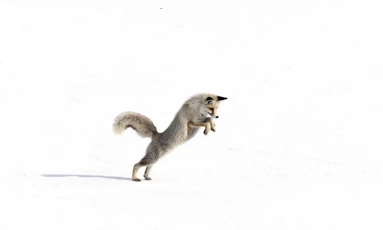 یک روباه گرسنه در جستجوی غذا در میان برف ها