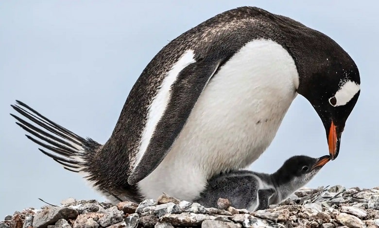 یک پنگوئن در حال غذا دادن به جوجه اش