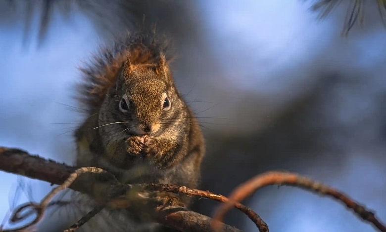 یک سنجاب بر روی درخت نشسته است