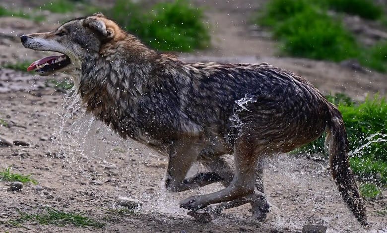 یک گرگ در حال حمام کردن 