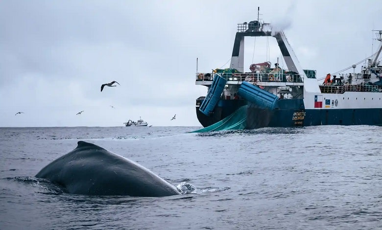 یک نهنگ جوان در حال نزدیک شدن به کشتی