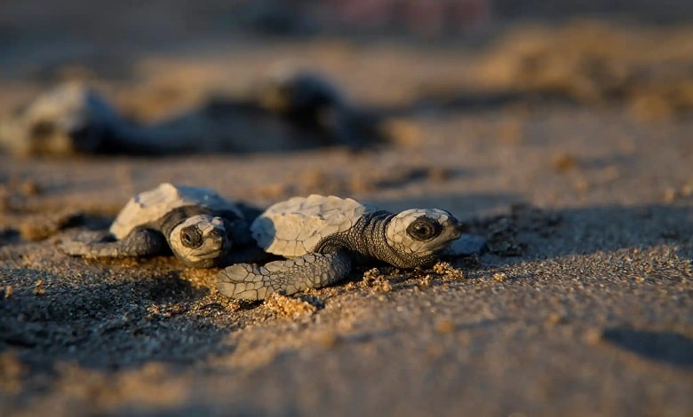 بچه لاکپشت ها در حال رفتن به دریا