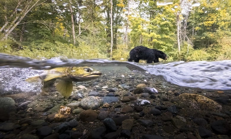 خرس سیاه در جستجوی غذا