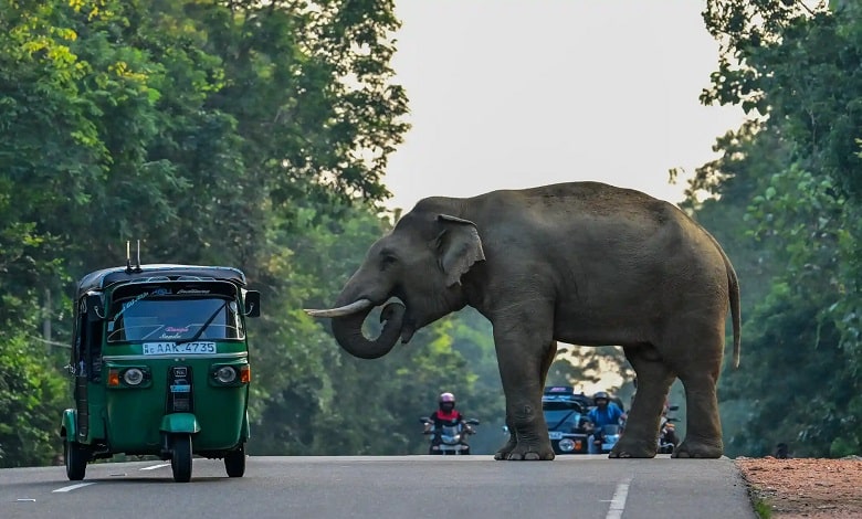 خوش آمد گویی فیل به گردشگران
