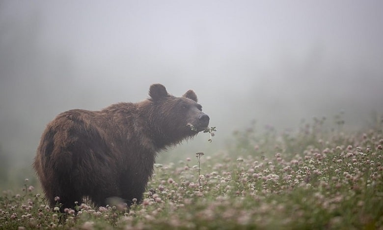 خرس گریزلی در مه صبحگاهی