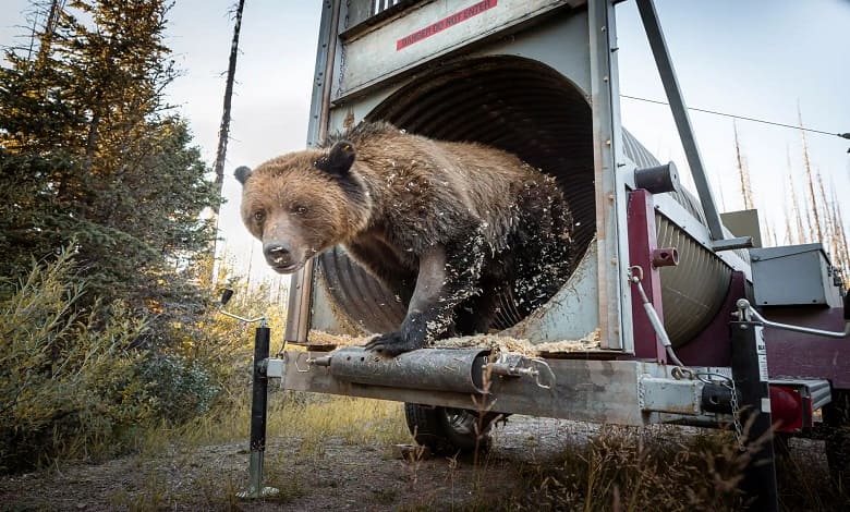 خرس گریزلی در جستجوی غذا در سطل زباله