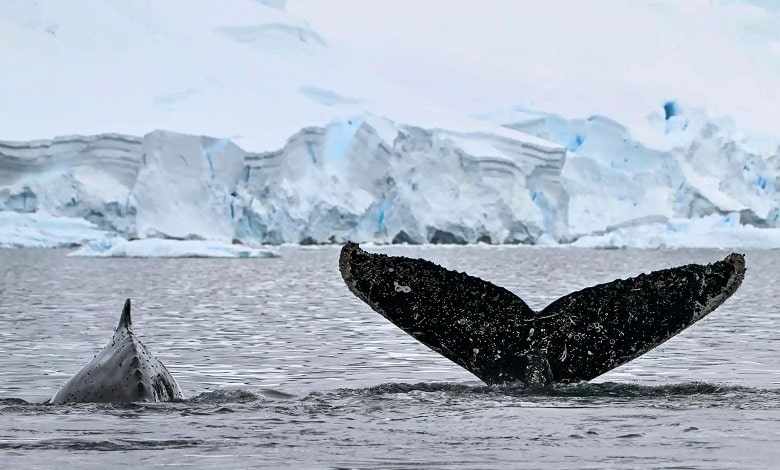 نهنگ گوژپشت در حال شنا