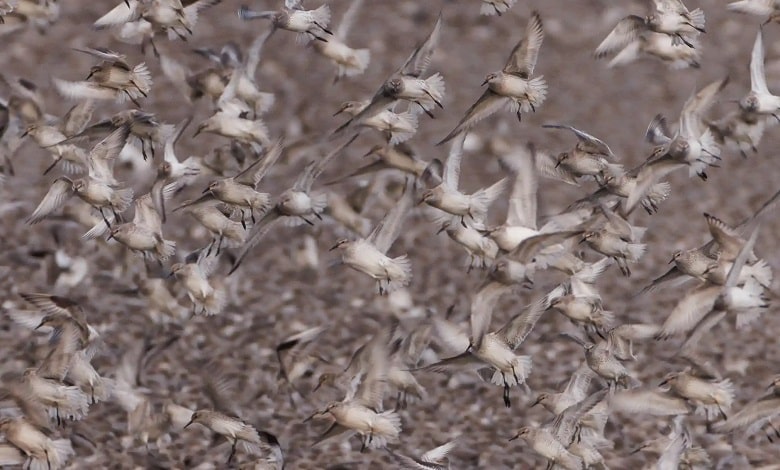 پرندگان مهاجر در حال فرود آمدن بر روی تالاب