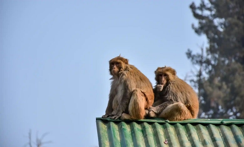 میمون ها بر روی پشت بام خانه در حال آفتاب گرفتن