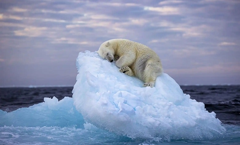 خرس قطبی در حال استراحت بر روی کوه یخی