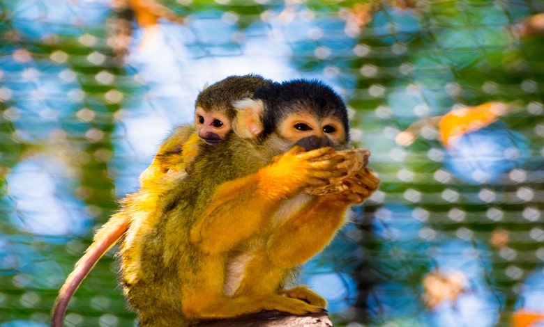 رنگارنگ ترین میمون های جهان