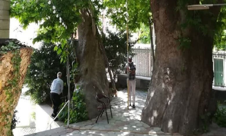 دو درخت 500 ساله در البرز به ثبت ملی رسیدند