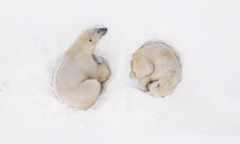 خوابیدن دو خرس قطبی در کنار یکدیگر