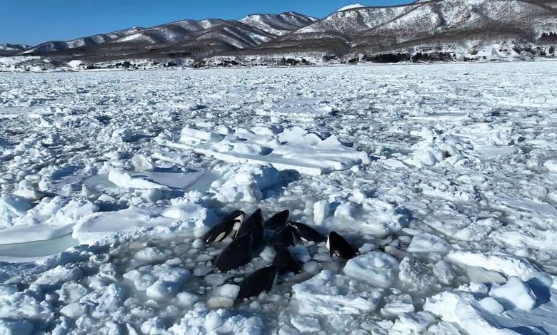 یک دسته وال در یخ ها گیر افتاده اند