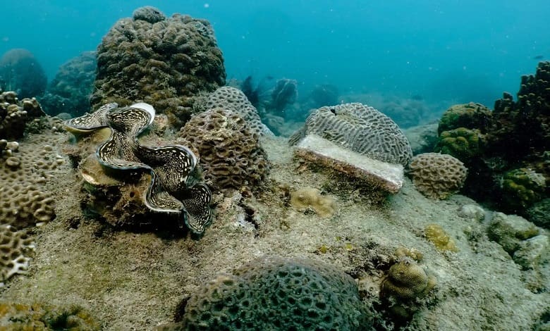 استتار صدف غول پیکر در کنار یک صخره مرجانی