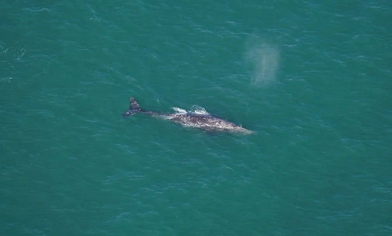 نهنگ خاکستری در سواحل ماساچوست در حال شنا