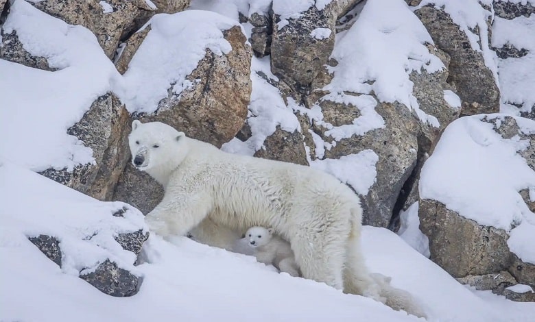 رفتن خرس قطبی و توله هایش به جزیره بافین کانادا