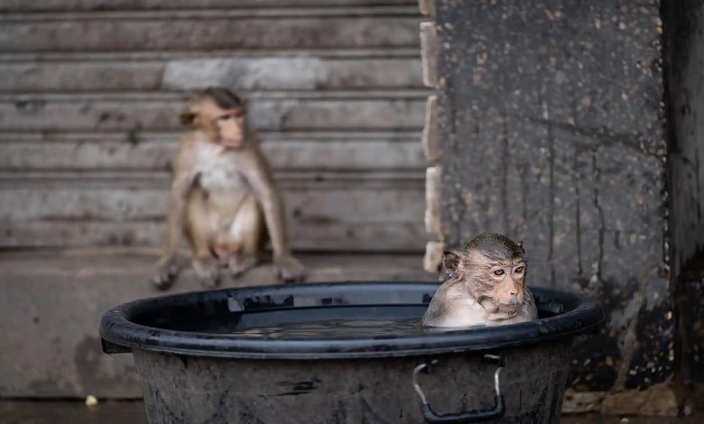 حمام کردن میمون ماکاک در یک سطل آب