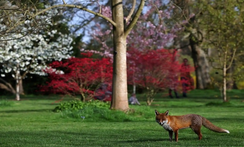 روباه در میان شکوفه های بهاری