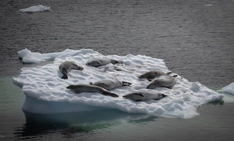 استراحت دسته جمعی فوک ها بر روی یخ ها