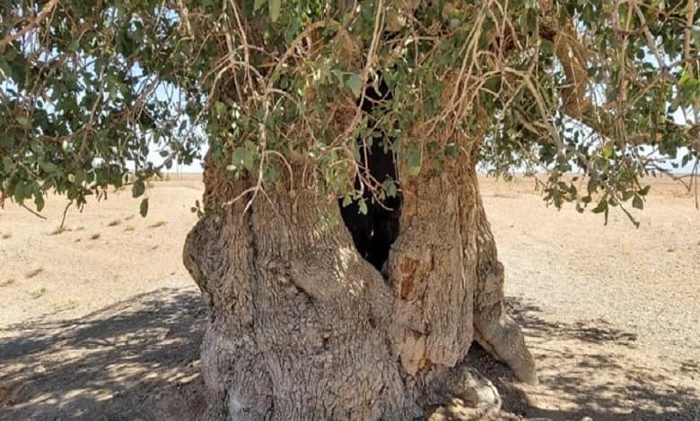 ثبت ملی درخت بنه 2700 ساله فیروزآباد