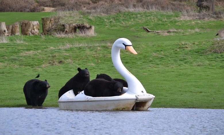 سوار شدن خرس ها بر روی قایق های پدالی