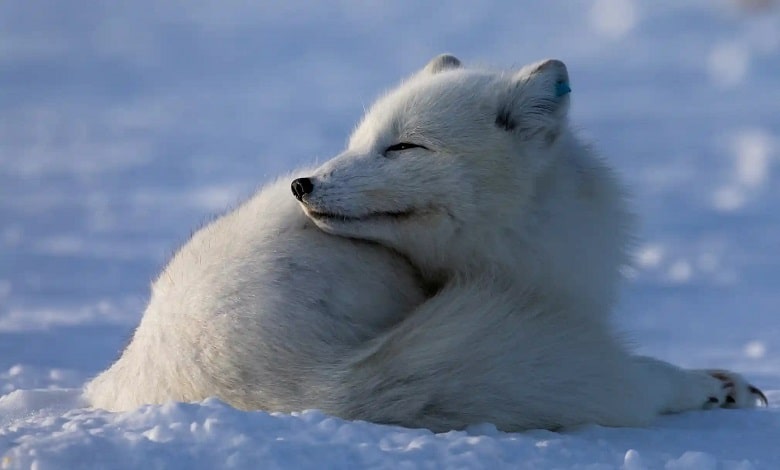 آفتاب گرفتن یک روباه سفید قطبی