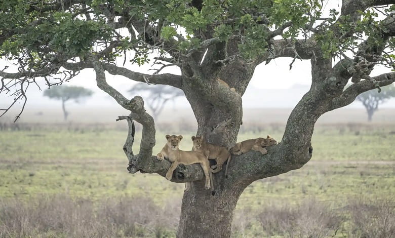 خانواده شیرها در حال استراحت