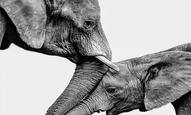 فیل مادر دخترش را نوازش می کند