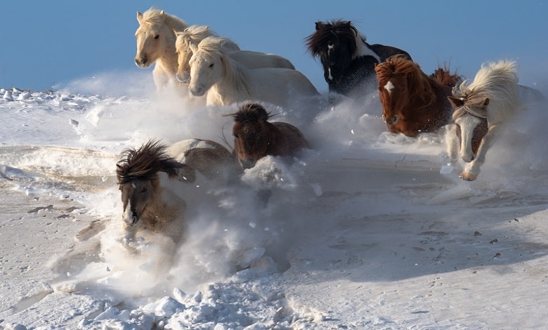 جمعیتی از اسب های وحشی در کوهستان برفی 