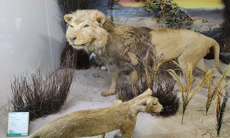 جاذبه های اطراف موزه تاریخ طبیعی همدان
