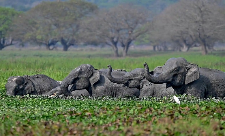 حمام کردن فیل ها در تالابی نزدیک رودخانه 