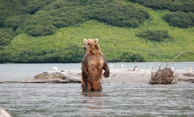خرس قهوه ای در جستجوی غذا در رودخانه