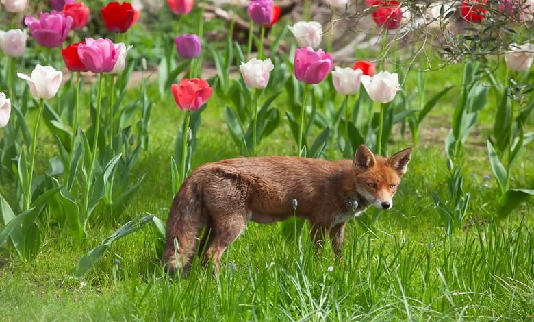 روباه در باغ گل های لاله