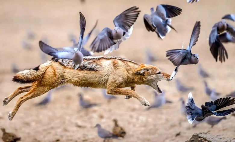 شکار کبوترها توسط روباه