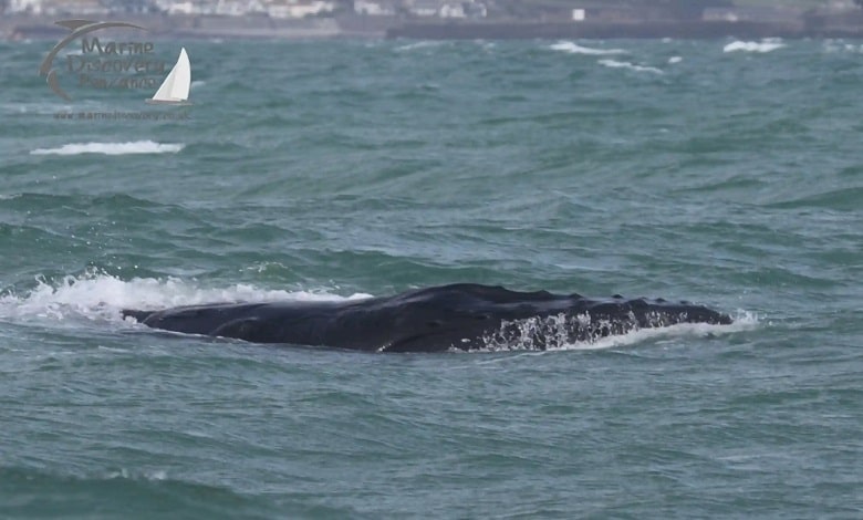 نجات نهنگ گیر کرده در طناب ماهیگیری