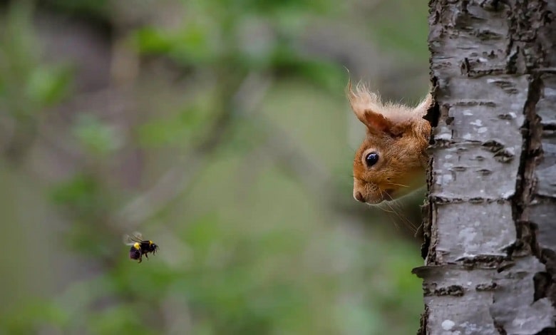 سنجاب در حال دور کردن زنبور از لانه اش