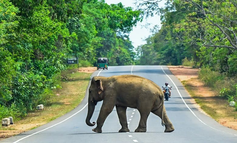 فیل وحشی در حال رد شدن از خیابان