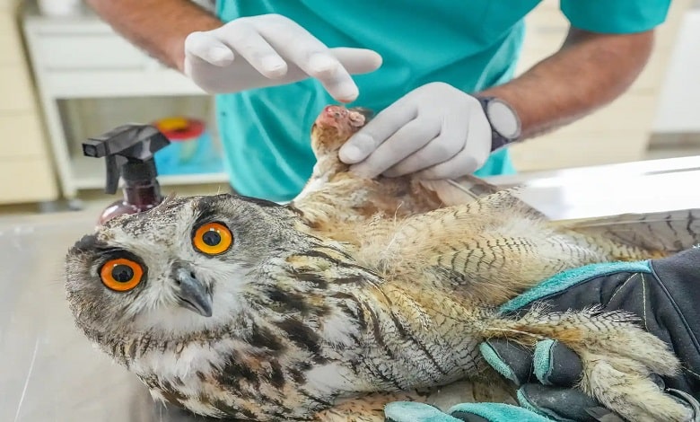 یک جغد عقاب اوراسیا در دامپزشکی 
